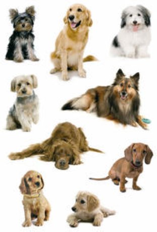 Herma Decor Sticker Hundefotos