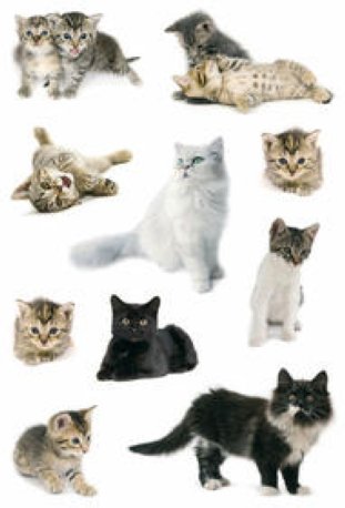 Herma Decor Sticker Katzenfotos